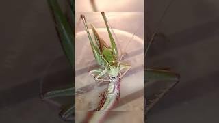 В траве сидел кузнечик, голодненьким он был... #трушорты #кузнечик #insects #katydid