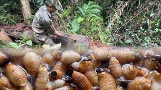 Harvesting beetle larvae, Cutting tree cores to feed chickens | Idyllic life