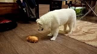 Собака Самоед играет с хрюшкой. Dog Samoyed Vinta plays with a pig.