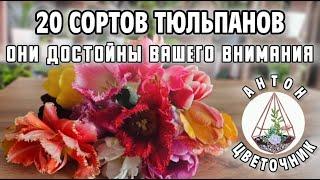 20 сортов тюльпанов, достойные вашего внимания