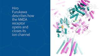 How does the NMDA receptor work?