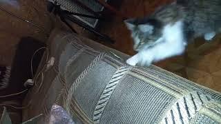 Сats catch locusts #shorts