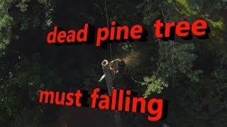 Dead pine tree must falling I SKT I Rigging I Bades Baumdienst I Blog