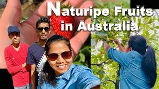 Naturipe Fruits Australia_Rusiru Dickson _D&R Videos _16/04/2022