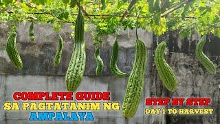 Paano Magtanim ng AMPALAYA sa Container #PinoyUrbanGardener #AMPALAYA