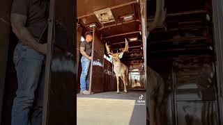 #texas #fallow #deer #ranch #countryboy #tattooed #tattoos #transport