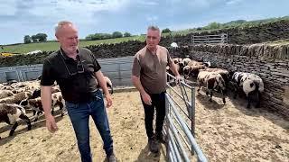 Picking the prize ram lambs for the show season!