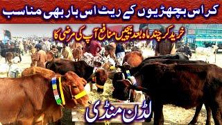 Cow Market / Imported Cow / Crouse Cow Animals In Pakistan / Luddan Mandi.PK