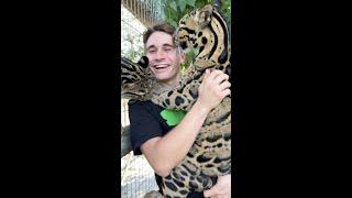 CLOUDED LEOPARD LICKS MY FACE