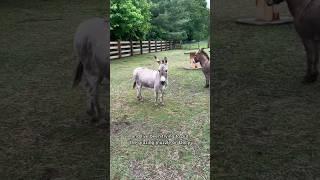 Katie Van Slyke animal commentary  which is your favorite video?? 🩵 #katievanslyke #fyp