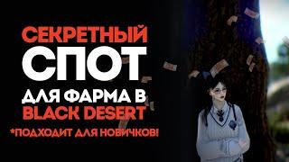 СЕКРЕТНЫЙ СПОТ ДЛЯ ФАРМА В BLACK DESERT ONLINE! ЭФФЕКТИВНЫЙ ФАРМ ДЛЯ НОВИЧКА И ОПЫТНОГО ИГРОКА!