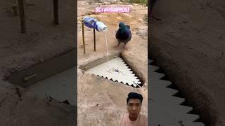 Burung masuk jebakan‼️ #satisfying #birds #shorts #trap #funny
