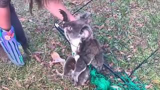 The girl didn't know she was being filmed. What she did to the koala was shocking.