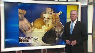 Coming up on KEZI 9 News at 4: Puppies found abandoned; wildfire resilency in Eugene's south hills