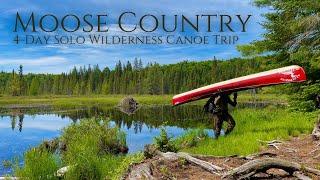 Incredible WILDLIFE on 4-Day Solo Canoe Trip in Algonquin Park