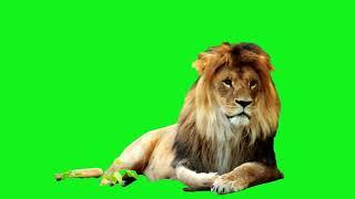 no copyright green screen lion king roar #greenscreen #greenscreenvideo #lionking #greenscreenanimal