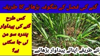 How to grow sugarcane blossoms|| jutt Agri tips