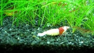 SS+ CRS in a shrimp cube
