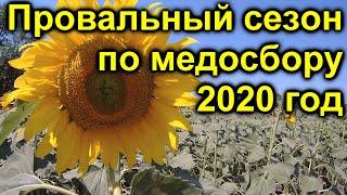 Провальный сезон по медосбору 2020