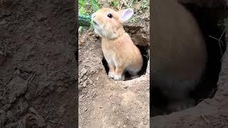 Use cucumber to lead the little rabbit out of the hole. Cute little rabbit. Pastoral cute pet