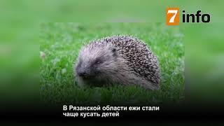 Обзор новостей Рязани за 5 июня.