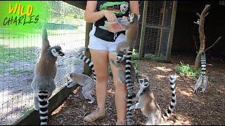 These Playful Lemurs Will Melt Your Heart!  Adorable Antics!