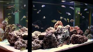 Simple Beauty of Tanganyikan Fish-- A Hardscape by Aquarium Design Group