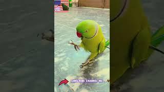 #parrotlover#Ringneckusa#parrotlife#shortsfeed#shorts#viral#parrotlife#cuteanimalsusa#petsinamerica