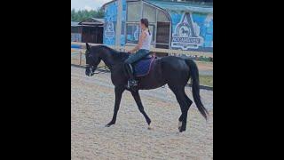 Оксана Новикова и Дольче Вита, съездка кюра 2024 г.  #horse, #equestrian, #лошади, #pony,