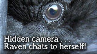 Fable the Raven | Hidden Camera | Raven talking and singing to herself