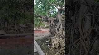 sanh quê ôm đá già chất gửi tới quý vị