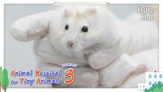 Today's Patient: Dwarf Hamster l Animal Hospital For Tiny Animals 3