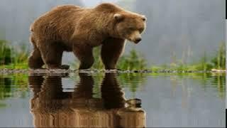 Анна Хазиева футаж "Медведь" анимация воды