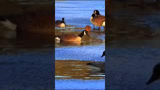 Marmot & Gooses. Wild WATER. Wild NATURE. UGLY DUCKLING DUCK #nature  #water  #shorts