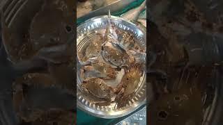 Sushil Fish Vlogs Video