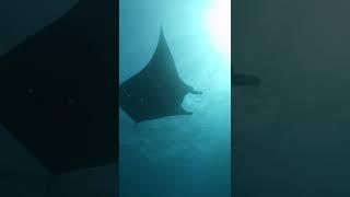 Our #TooWildMaldives series is back for Season 2! Head to our YouTube for the full episodes 