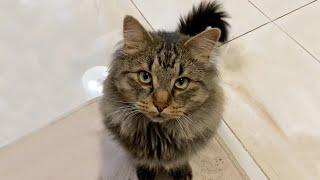 I Adopted a Siberian Cat! Heres what Happened the First Week With Leo Our Cat!