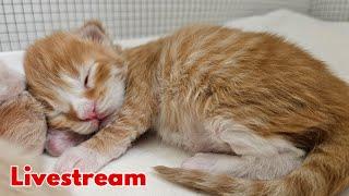 Kittens Livestream - 1 Week Old!