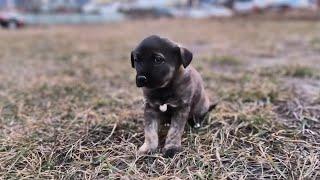 Abandoned Puppy in the Dumpster Undergoes Complete Change After Rescue