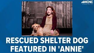 Rescued shelter dog featured in 'Annie' production coming to Charlotte