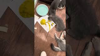 Sensational: Cats Devour Mango with Enthusiasm! Who Knew They Loved Fruit?  