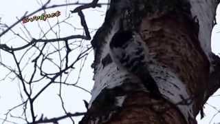 Дятел в парке долбит не жалея головы!