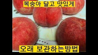 복숭아 달고 맛있게 오래 보관 하는 방법입니다 #일꾼tv#복숭아보관법#김순복