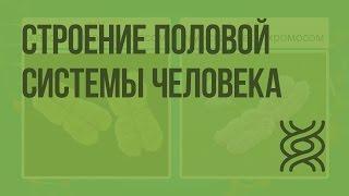 Строение половой системы человека. Видеоурок по биологии 8 класс