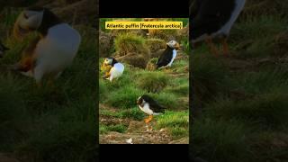 Atlantic puffin (Fratercula arctica) #life #birds #beautiful #puffins #puffin