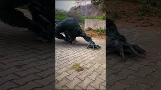 WereWolf Seen In DayLight  Attack By Werewolf P6 #shorts #wolf #werewolf #werewolfx #werewolfs