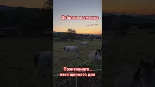 Доброе утро #music #cover #доброеутро #цитата #доброгодня #