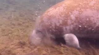 Manatee