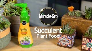 How to Feed Succulents and Cactus Plants Using Miracle-Gro® Succulent Food