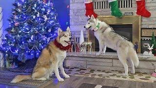 Christmas with Snow Dogs Vlogs 2018